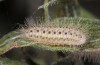 Zygaena osterodensis: Larva in the diapause skin in the first hibernation (e.o. S-Germany, eastern Swabian Alb, oviposition in late June 2022) [S]