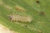 Zygaena osterodensis: Larva L1 (e.o. S-Germany, eastern Swabian Alb, oviposition in late June 2022) [S]