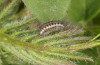 Zygaena osterodensis: Larva in the second post-diapause instar in spring (e.o. S-Germany, eastern Swabian Alb, oviposition in late June 2022) [S]