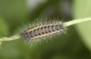 Zygaena osterodensis: Half-grown larva (e.o. S-Germany, eastern Swabian Alb, oviposition in late June 2022) [S]