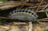 Zygaena oxytropis: Larva (L'Aquila, mid-May 2013) [N]