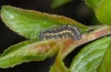Heterogynis penella: Half-grown larva at Prunus spinosa (Col de la Sine, April 2012) [N]