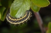 Heterogynis penella: Larva on Prunus spinosa (Col de la Sine, April 2012) [N]