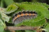 Rhagades pruni: Larva (Provence, France, late April 2011) [S]