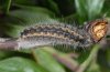 Rhagades pruni: Larva [S]
