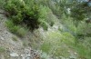 Zygaena purpuralis: Habitat (Schweiz, Wallis, Mörel, Anfang Juli 2019) [N]