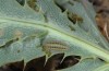 Zygaena sarpedon: Half-grown larva (France, Provence-Alpes, north of Sisteron, April 2013) [N]