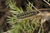 Zygaena sedi: Larva (Tymfi, N-Greece, May 2014) [N]
