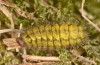 Adscita statices: Larva (S-Germany, Kempter Wald, 10. April 2021)