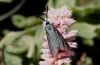 Adscita statices: M�nnchen