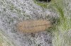 Jordanita subsolana: L4-Raupe (e.o. Griechenland, Peloponnes, Taygetos, Eiablage Mitte Juni 2025) [S]
