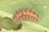 Jordanita tenuicornis: Larva in the final instar (e.o. rearing, Italy, Sicily, Trapani, San Vito lo Capo, oviposition on 5./6. May 2024) [S]