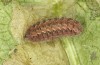Jordanita tenuicornis: Larva in the final instar (e.o. rearing, Italy, Sicily, Trapani, San Vito lo Capo, oviposition on 5./6. May 2024) [S]
