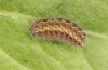 Jordanita tenuicornis: Larva in the final instar (e.o. rearing, Italy, Sicily, Trapani, San Vito lo Capo, oviposition on 5./6. May 2024) [S]