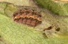 Jordanita tenuicornis: Larva in the final instar (e.o. rearing, Italy, Sicily, Trapani, San Vito lo Capo, oviposition on 5./6. May 2024) [S]