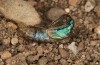 Jordanita tenuicornis: Hatching of a pupa, cocoon removed (e.o. rearing, Italy, Sicily, Trapani, San Vito lo Capo, oviposition on 5./6. May 2024) [S]