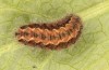 Jordanita tenuicornis: Larva in the final instar (e.o. rearing, Italy, Sicily, Trapani, San Vito lo Capo, oviposition on 5./6. May 2024) [S]