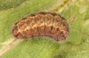 Jordanita tenuicornis: Larva in the final instar (e.o. rearing, Italy, Sicily, Trapani, San Vito lo Capo, oviposition on 5./6. May 2024) [S]