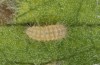 Jordanita tenuicornis: L2 larva (e.o. rearing, Italy, Sicily, Trapani, San Vito lo Capo, oviposition on 5./6. May 2024) [S]