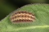 Jordanita tenuicornis: Larva in the final instar (e.o. rearing, Italy, Sicily, Trapani, San Vito lo Capo, oviposition on 5./6. May 2024) [S]