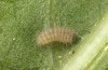 Jordanita tenuicornis: L2 larva (e.o. rearing, Italy, Sicily, Trapani, San Vito lo Capo, oviposition on 5./6. May 2024) [S]