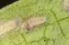 Jordanita tenuicornis: L2 larva (e.o. rearing, Italy, Sicily, Trapani, San Vito lo Capo, oviposition on 5./6. May 2024) [S]