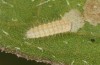 Jordanita tenuicornis: L2 larva (e.o. rearing, Italy, Sicily, Trapani, San Vito lo Capo, oviposition on 5./6. May 2024) [S]