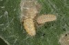 Jordanita tenuicornis: L2 larva (e.o. rearing, Italy, Sicily, Trapani, San Vito lo Capo, oviposition on 5./6. May 2024) [S]