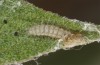 Jordanita tenuicornis: L2 larva (e.o. rearing, Italy, Sicily, Trapani, San Vito lo Capo, oviposition on 5./6. May 2024) [S]