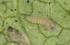 Jordanita tenuicornis: L2 larva (e.o. rearing, Italy, Sicily, Trapani, San Vito lo Capo, oviposition on 5./6. May 2024) [S]