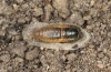Jordanita tenuicornis: Male pupa (e.o. rearing, Italy, Sicily, Trapani, San Vito lo Capo, oviposition on 5./6. May 2024) [S]