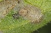 Jordanita tenuicornis: L3 larva (e.o. rearing, Italy, Sicily, Trapani, San Vito lo Capo, oviposition on 5./6. May 2024) [S]