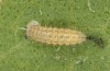 Jordanita tenuicornis: L3 larva (e.o. rearing, Italy, Sicily, Trapani, San Vito lo Capo, oviposition on 5./6. May 2024) [S]