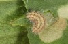 Jordanita tenuicornis: L4 larva (e.o. rearing, Italy, Sicily, Trapani, San Vito lo Capo, oviposition on 5./6. May 2024) [S]