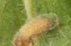 Jordanita tenuicornis: L4 larva in a cocoon in aestivation (e.o. rearing, Italy, Sicily, Trapani, San Vito lo Capo, oviposition on 5./6. May 2024) [S]