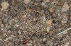 Jordanita tenuicornis: Cocoon (e.o. rearing, Italy, Sicily, Trapani, San Vito lo Capo, oviposition on 5./6. May 2024) [S]