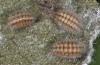 Jordanita tenuicornis: Half-grown larvae in aestivation without cocoon (e.o. rearing, Italy, Sicily, Trapani, San Vito lo Capo, oviposition on 5./6. May 2024) [S]
