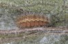 Jordanita tenuicornis: Half-grown larvae in aestivation without cocoon (e.o. rearing, Italy, Sicily, Trapani, San Vito lo Capo, oviposition on 5./6. May 2024) [S]