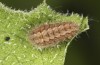 Jordanita tenuicornis: Half-grown larva after aestivation in autumn (e.o. rearing, Italy, Sicily, Trapani, San Vito lo Capo, oviposition on 5./6. May 2024) [S]
