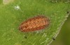 Jordanita tenuicornis: Half-grown larva after aestivation in autumn (e.o. rearing, Italy, Sicily, Trapani, San Vito lo Capo, oviposition on 5./6. May 2024) [S]