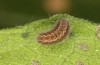 Jordanita tenuicornis: Half-grown larva after aestivation in autumn (e.o. rearing, Italy, Sicily, Trapani, San Vito lo Capo, oviposition on 5./6. May 2024) [S]