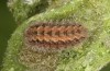 Jordanita tenuicornis: Half-grown larva after aestivation in autumn (e.o. rearing, Italy, Sicily, Trapani, San Vito lo Capo, oviposition on 5./6. May 2024) [S]