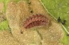 Jordanita tenuicornis: Half-grown larva after aestivation in autumn (e.o. rearing, Italy, Sicily, Trapani, San Vito lo Capo, oviposition on 5./6. May 2024) [S]