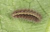 Jordanita tenuicornis: Half-grown larva after aestivation in autumn (e.o. rearing, Italy, Sicily, Trapani, San Vito lo Capo, oviposition on 5./6. May 2024) [S]