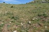 Jordanita tenuicornis: Habitat (Italy, Sicily, Trapani, San Vito lo Capo, 5./6. May 2024) [N]