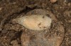 Jordanita tenuicornis: Cocoon, outer layer removed (e.o. rearing, Italy, Sicily, Trapani, San Vito lo Capo, oviposition on 5./6. May 2024) [S]