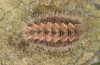 Jordanita tenuicornis: Half-grown larva in hibernation (e.o. rearing, Italy, Sicily, Trapani, San Vito lo Capo, oviposition on 5./6. May 2024) [S]