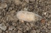 Jordanita tenuicornis: Cocoon, outer layer removed (e.o. rearing, Italy, Sicily, Trapani, San Vito lo Capo, oviposition on 5./6. May 2024) [S]