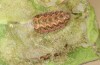 Jordanita tenuicornis: Larva after hibernation (e.o. rearing, Italy, Sicily, Trapani, San Vito lo Capo, oviposition on 5./6. May 2024) [S]