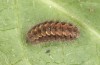 Jordanita tenuicornis: Larva after hibernation (e.o. rearing, Italy, Sicily, Trapani, San Vito lo Capo, oviposition on 5./6. May 2024) [S]